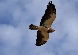 欧宝入口-法兰克福防线松动Karsa在老鹰比赛中赛况扑朔迷离，这操作让人直呼：比利亚雷亚尔今晨更衣室发声 